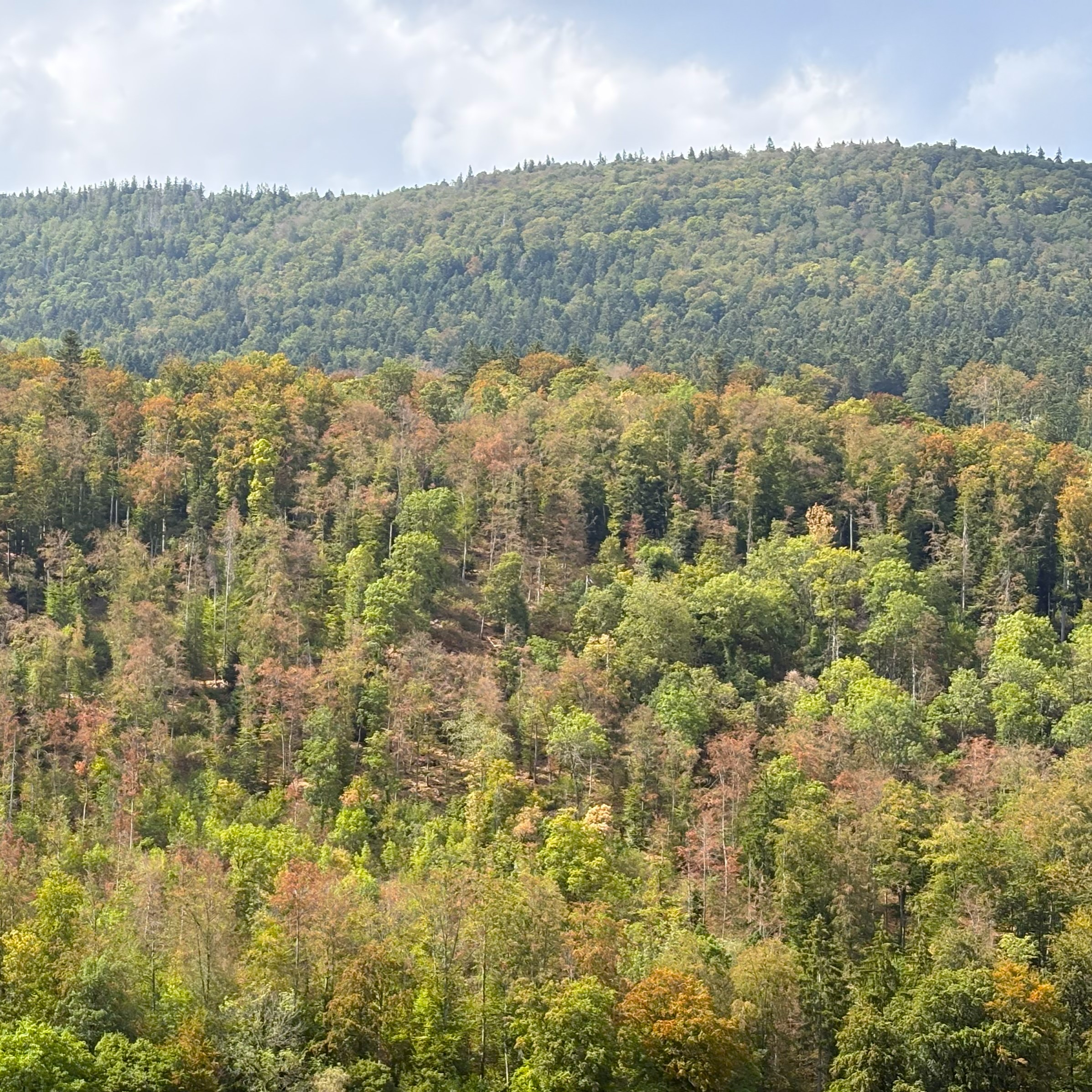 Der Wald bei Orvin verfärbt sich bereits, als wäre es Herbst